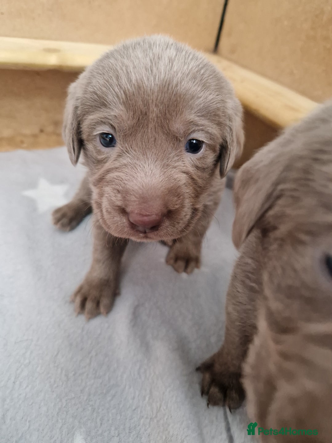 Labrador Retriever dogs for sale: !REDUCED! silver labrador's KC - Advert 34