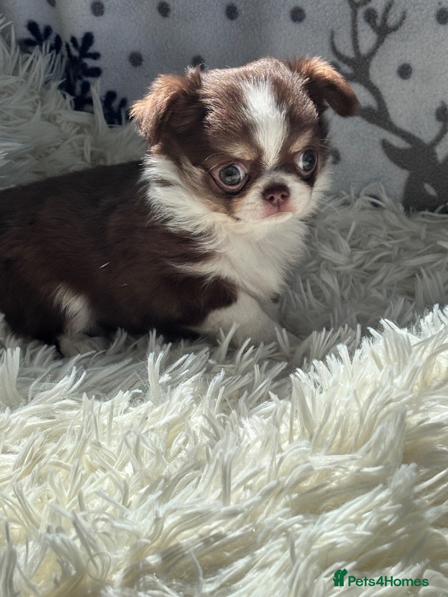 Chihuahua dogs Chihuahua puppies from health tested parents  - Advert 22
