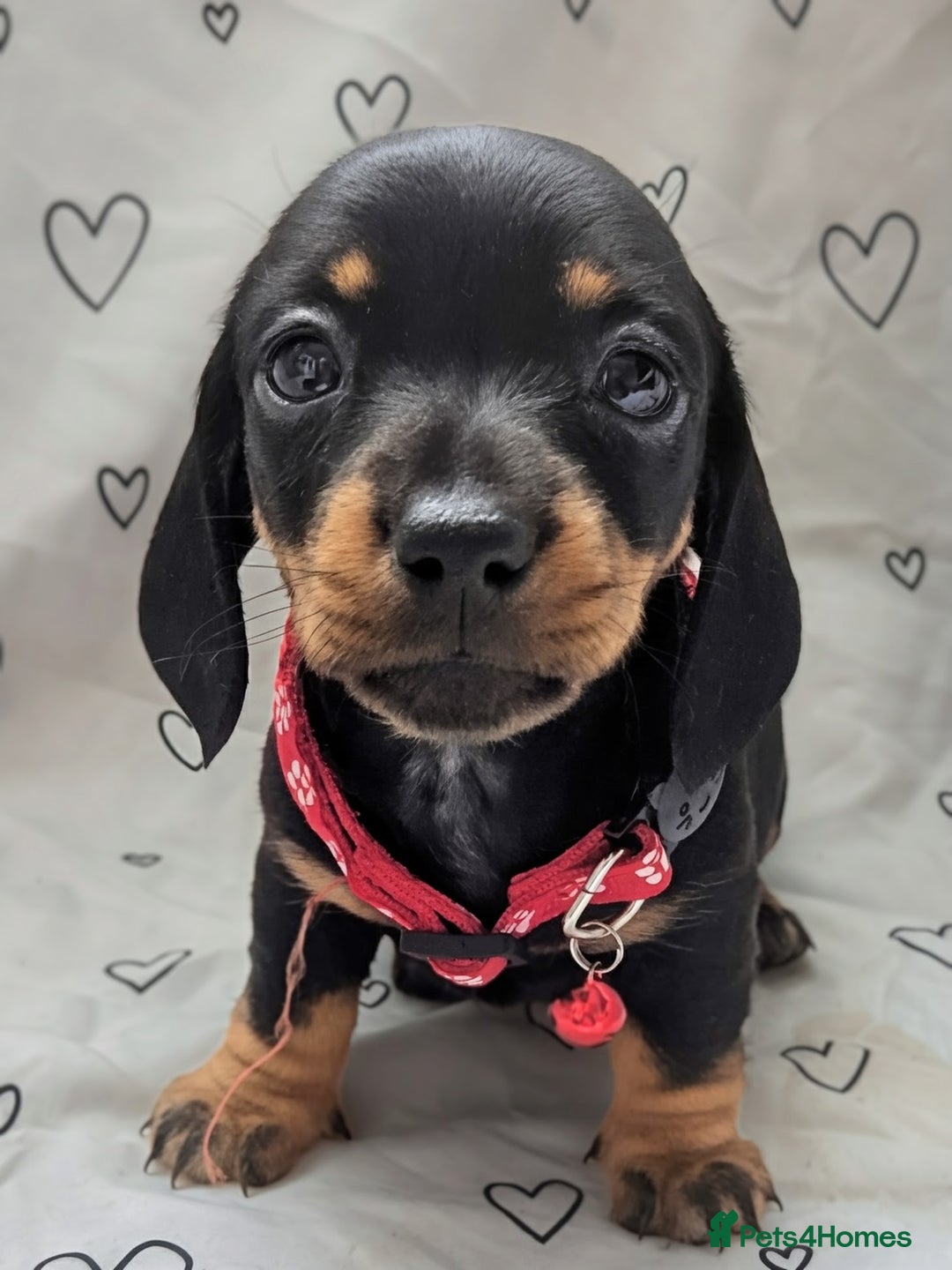 Miniature Dachshund dogs for sale: KC Registered miniature Dachshund Puppies - Image 25