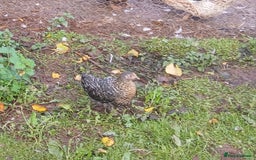 Chickens poultry for sale: Various pullets and pekins - Image 3