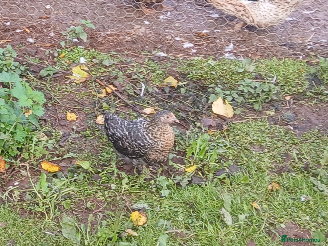 Chickens poultry for sale: Various pullets and pekins - Image 3