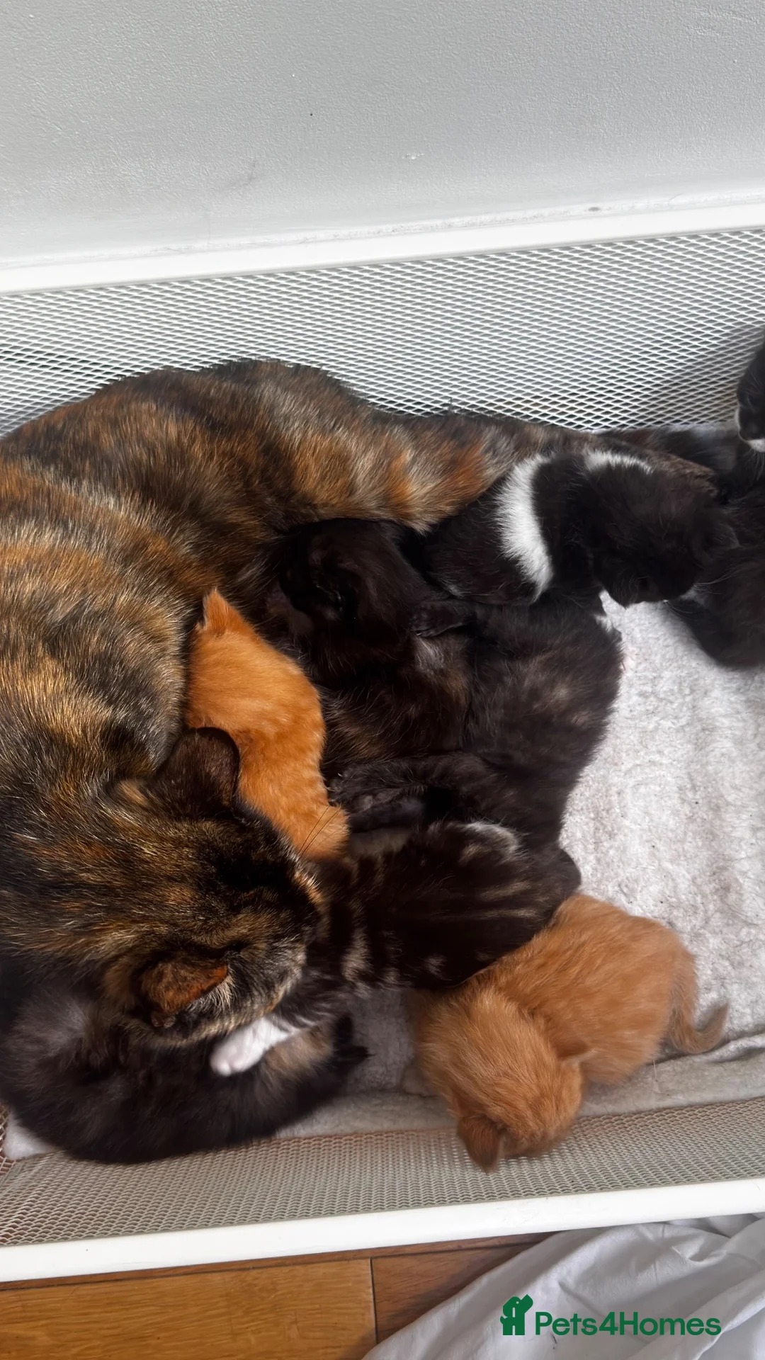 Mixed Breed cats for sale: Furry Kittens ready for their forever home! - Advert 16
