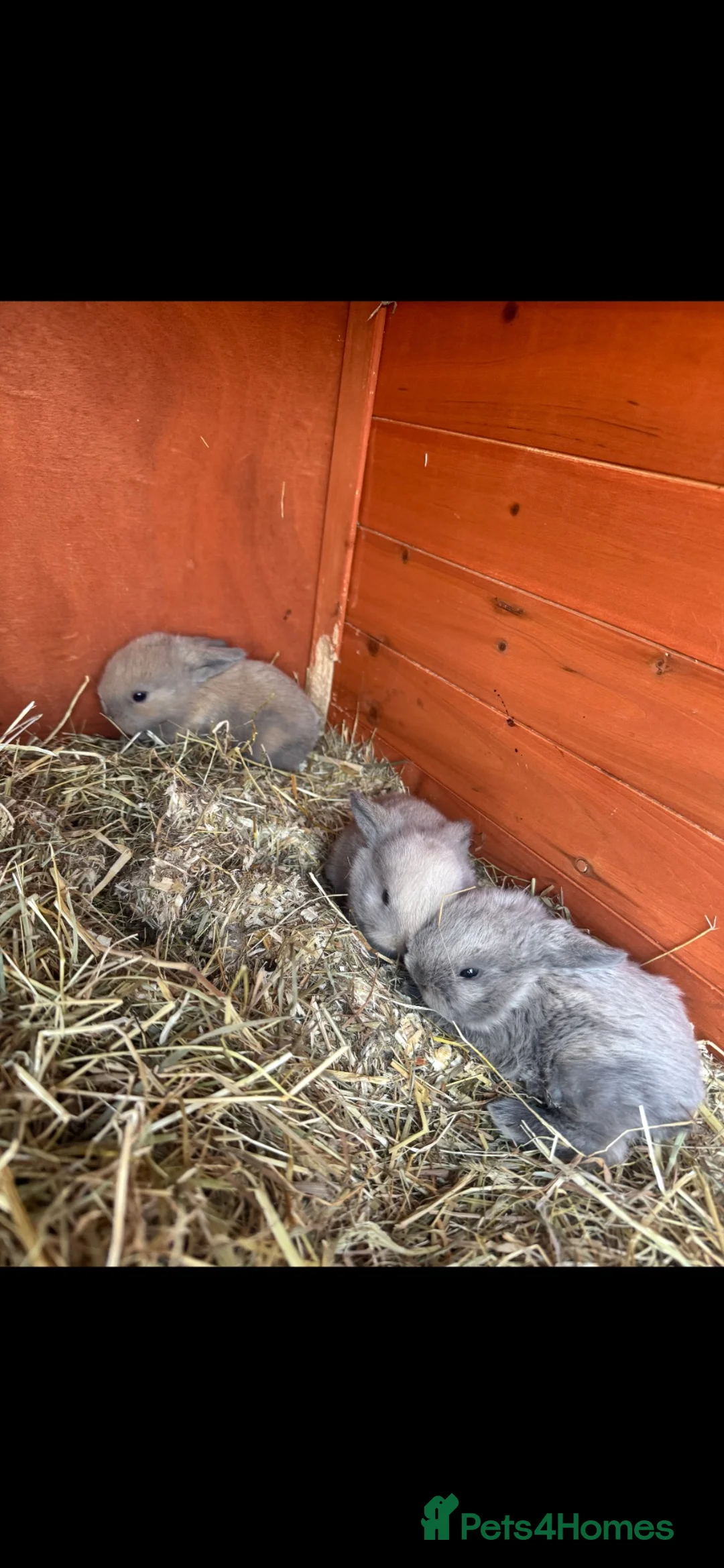 Mini Lop rabbits for sale: Baby mini lops - Advert 2