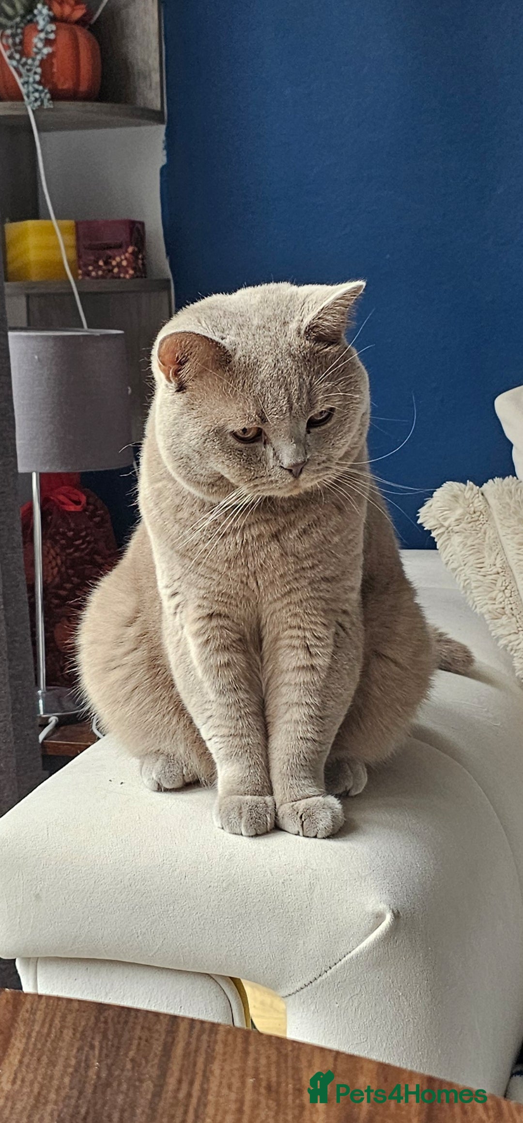 British Shorthair cats for sale: British Shorthair lilac male - Advert 2