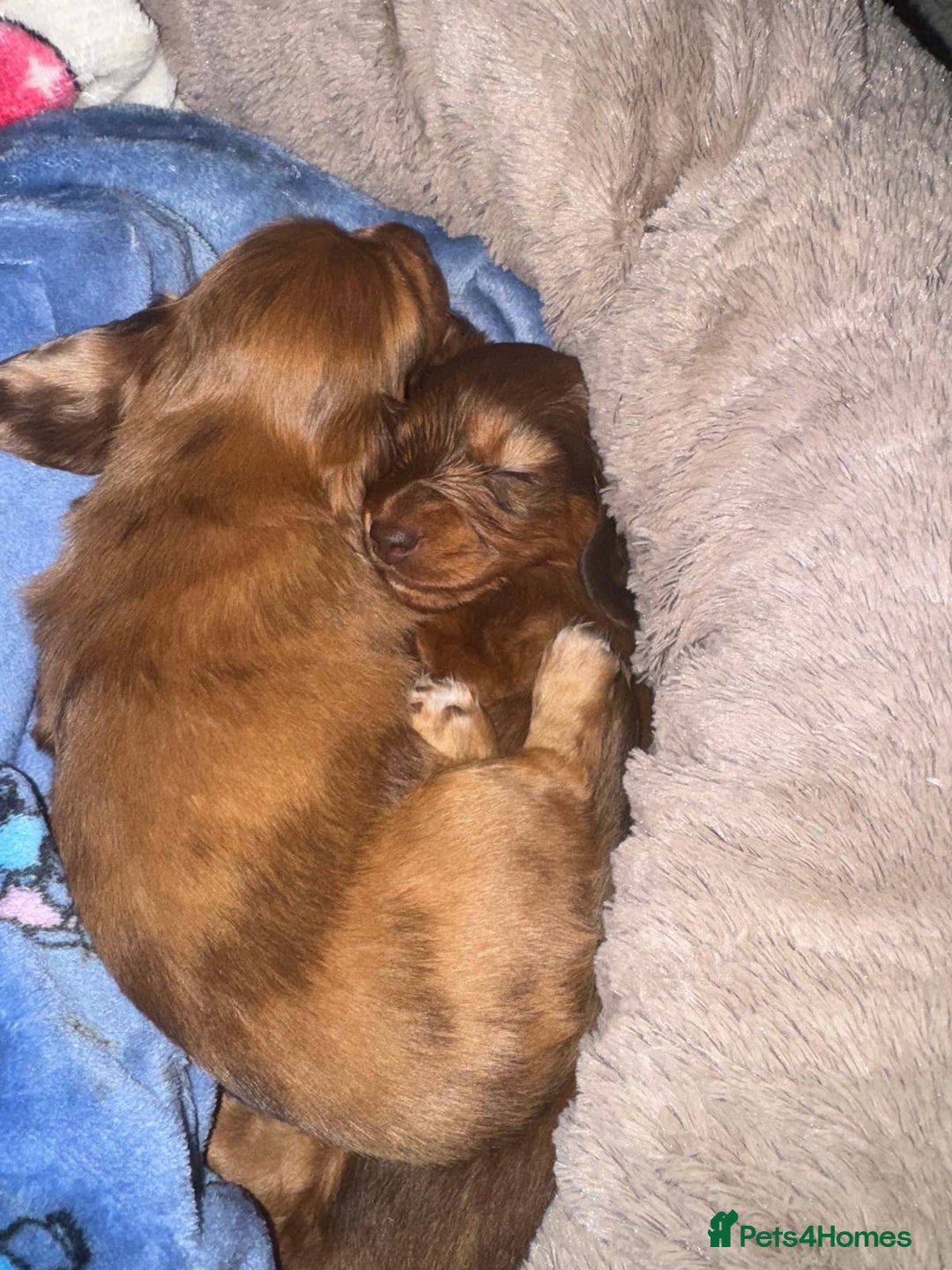 Miniature Dachshund dogs for sale: Long Haired ( Choclate Based ) Mini Dachshunds  - Advert 1