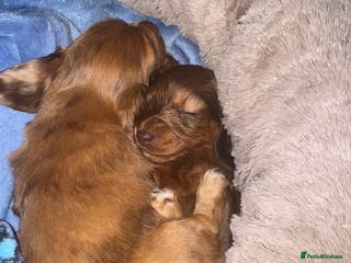 Miniature Dachshund dogs Long Haired ( Choclate Based ) Mini Dachshunds - Advert 1