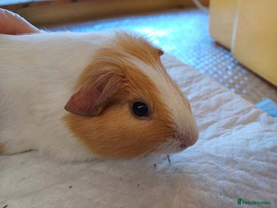 Guinea Pig rodents for sale: Baby Guinea Pigs (Male) - Advert 1