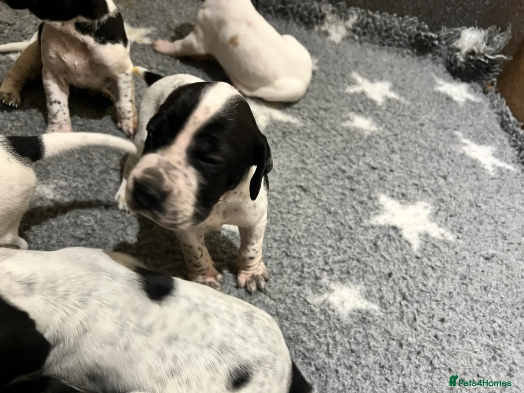 Pointer dogs for sale: Beautiful Pointer puppies  - Advert 7