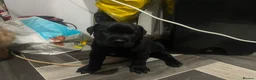 Presa Canario dogs for sale: Beautiful lil girls in Birmingham - Advert 3