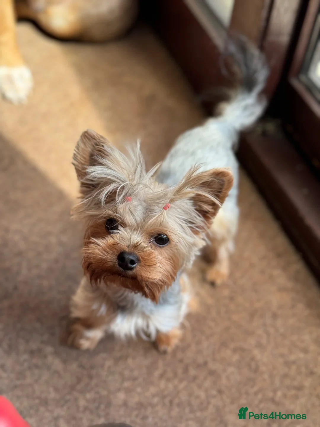 Yorkshire Terrier dogs for sale: Yorkshire terrier female - Advert 1