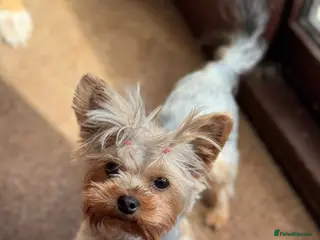 Yorkshire Terrier dogs Yorkshire terrier female - Advert 4