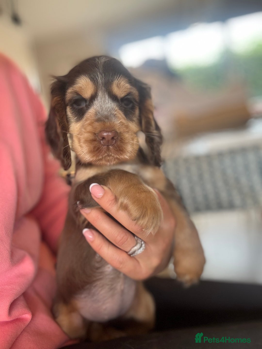 Cocker Spaniel dogs for sale: Gorgeous KC Show cocker spaniels  - Image 18