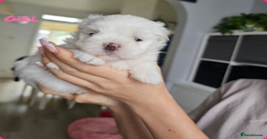 Maltese dogs - Advert 6