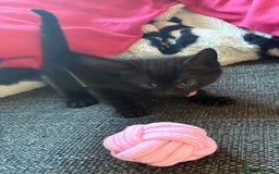 Domestic Shorthair cats for sale: Beautiful kittens looking for forever home - Image 4