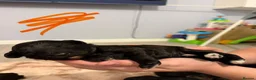 Bordoodle dogs for sale: Mini borderdoodles  in Accrington - Advert 13