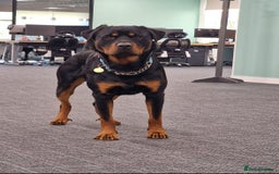Rottweiler dogs for sale: Rottweiler puppies  - Image 18