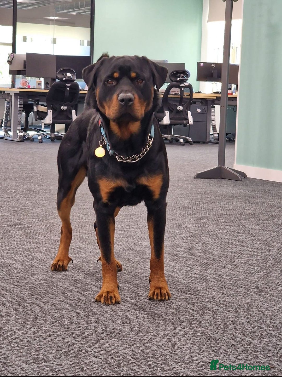 Rottweiler dogs for sale: Rottweiler puppies  - Image 18