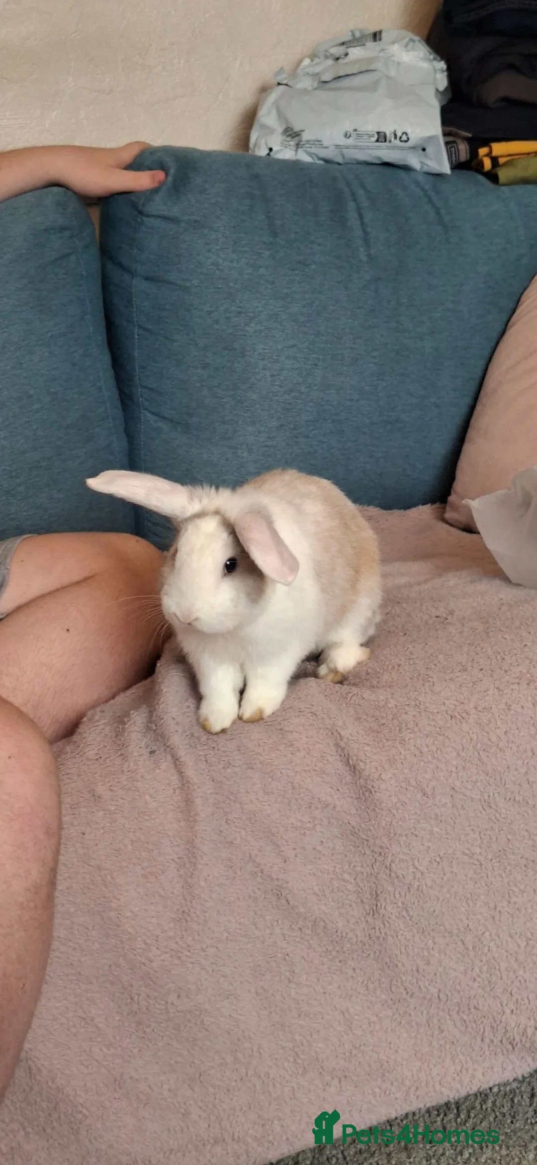 Mixed Breed rabbits for sale: One beautiful boy for sale in Stoke-on-Trent - Advert 2