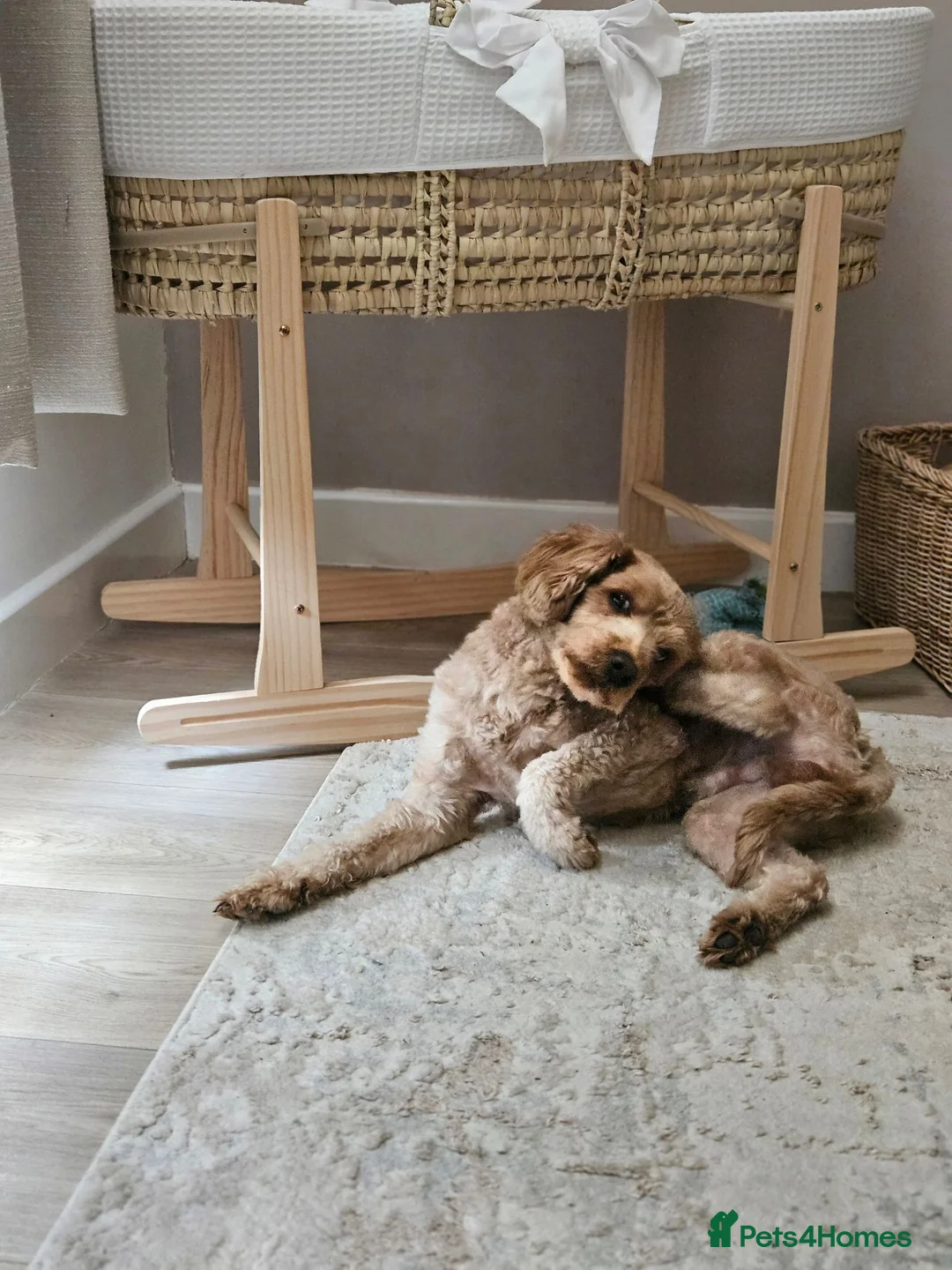 Yorkiepoo dogs for sale: Yorkiepoo for sale  - Advert 2