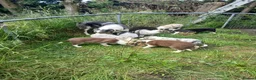Border Collie dogs for sale: Border collie pups for sale in Bishop Auckland - Advert 30