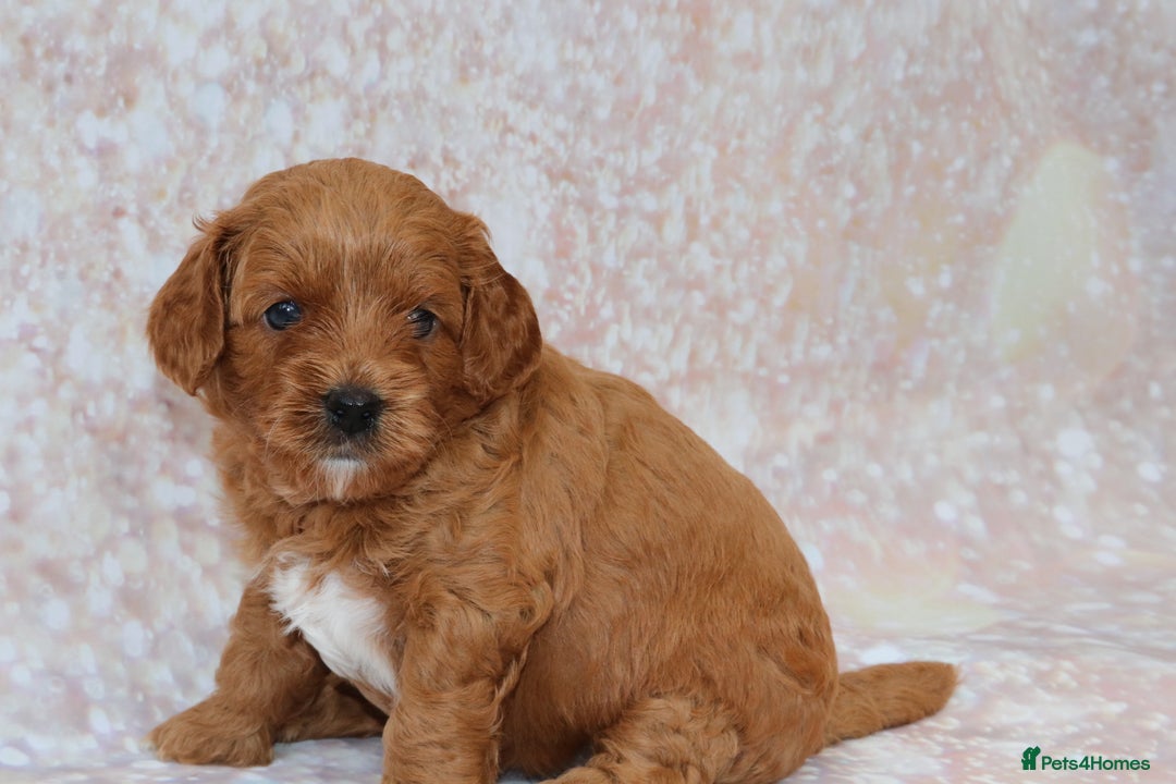 Cavapoo dogs for sale: Cavapoo  - Image 20