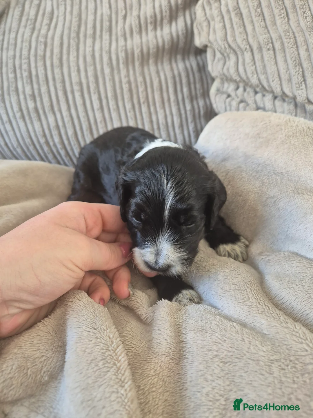 Mixed Breed dogs for sale: Cockapoo/Sprockador Puppies - Advert 26