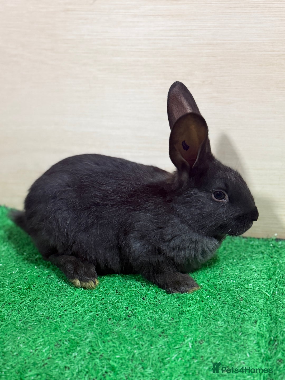 New Zealand rabbits for sale: New Zealand Kits Ready To Leave. Bucks and Does - Advert 2