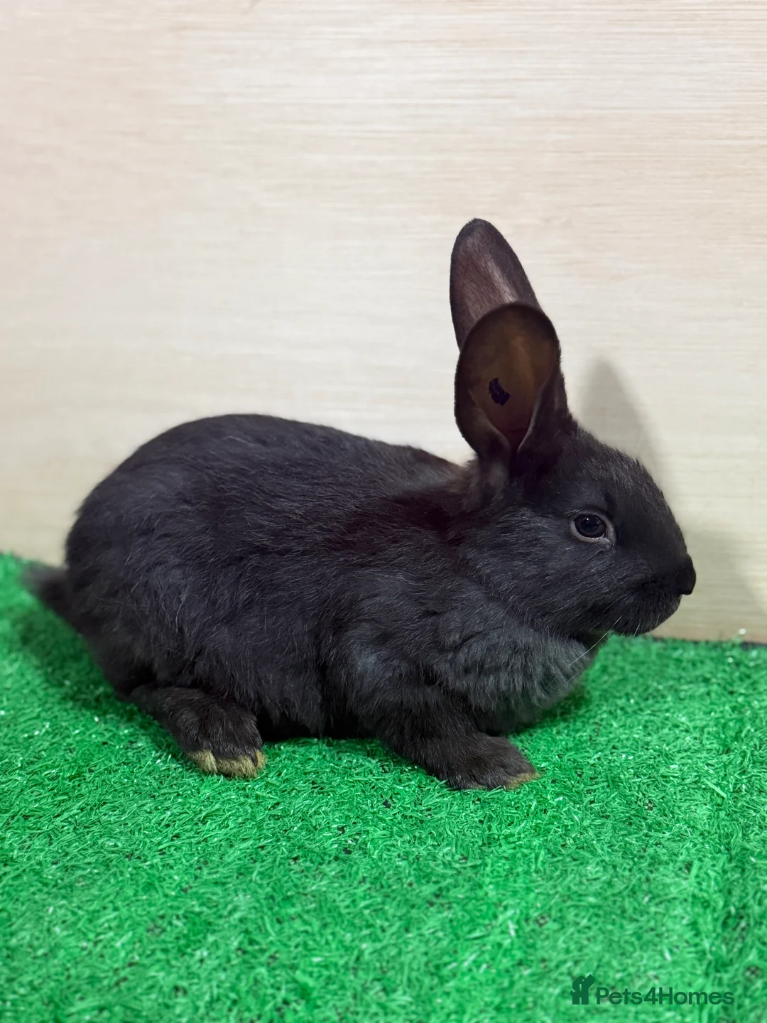 New Zealand rabbits for sale: New Zealand Kits Ready To Leave. Bucks and Does - Advert 2