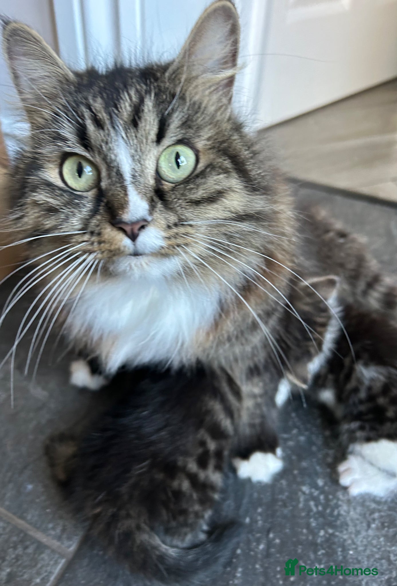 Mixed Breed cats Adorable kittens ready to go - Advert 6