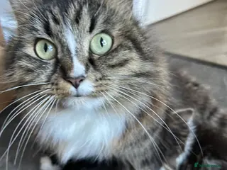 Mixed Breed cats Adorable kittens ready to go - Advert 8