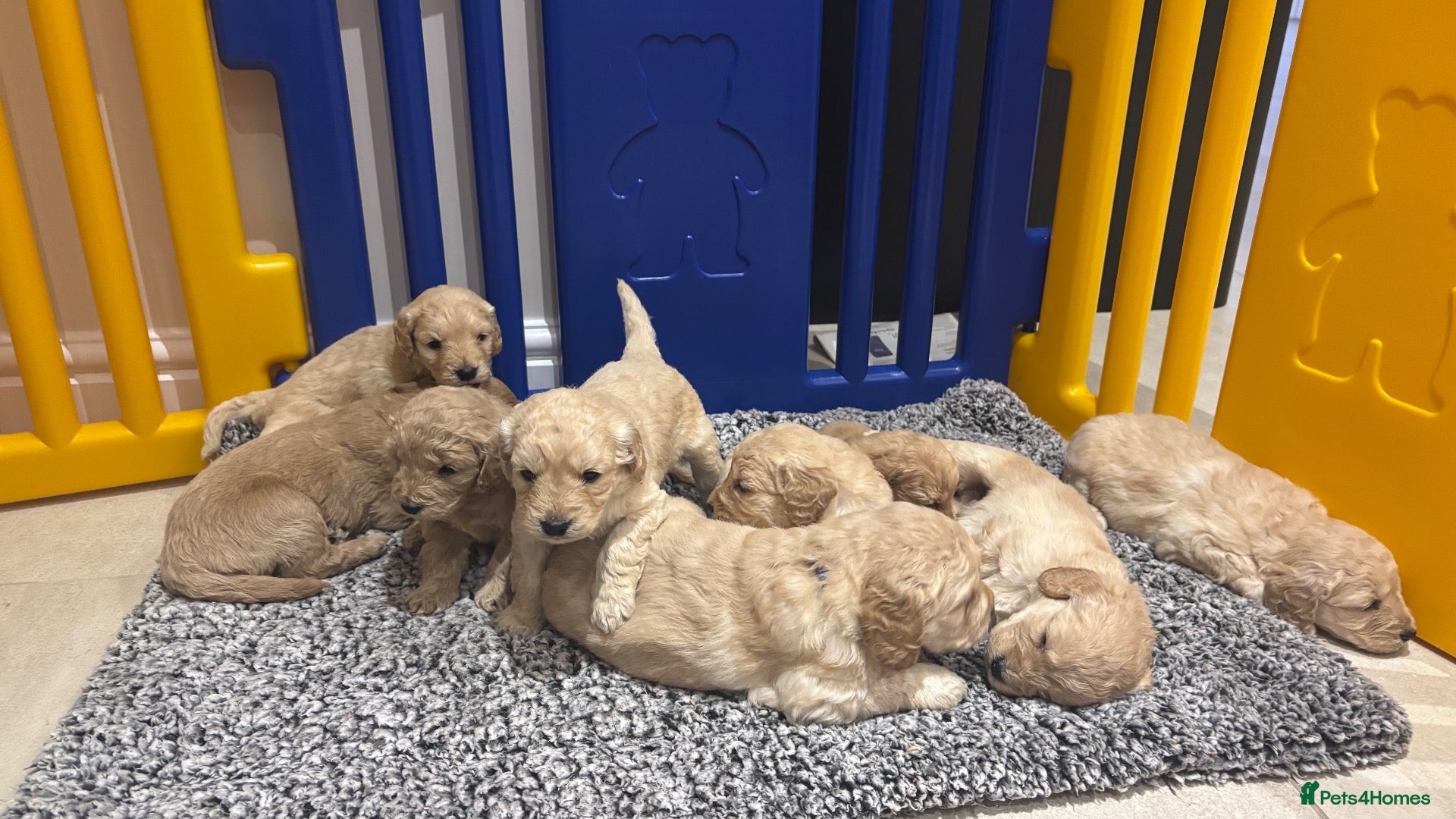 Mini Goldendoodle dogs for sale: Miniature Goldendoodle puppies! - Advert 2