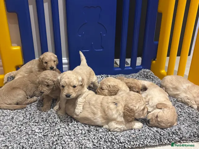 Mini Goldendoodle dogs for sale: Miniature Goldendoodle puppies! - Advert 2