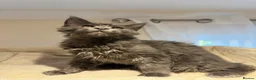 Maine Coon cats for sale: TICA Maine Coon Boy & Girl Ready Now - Advert 9
