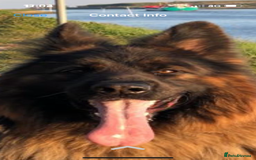 German Shepherd dogs for sale: Stunning Pedigree German Shepherd Puppies - Image 26