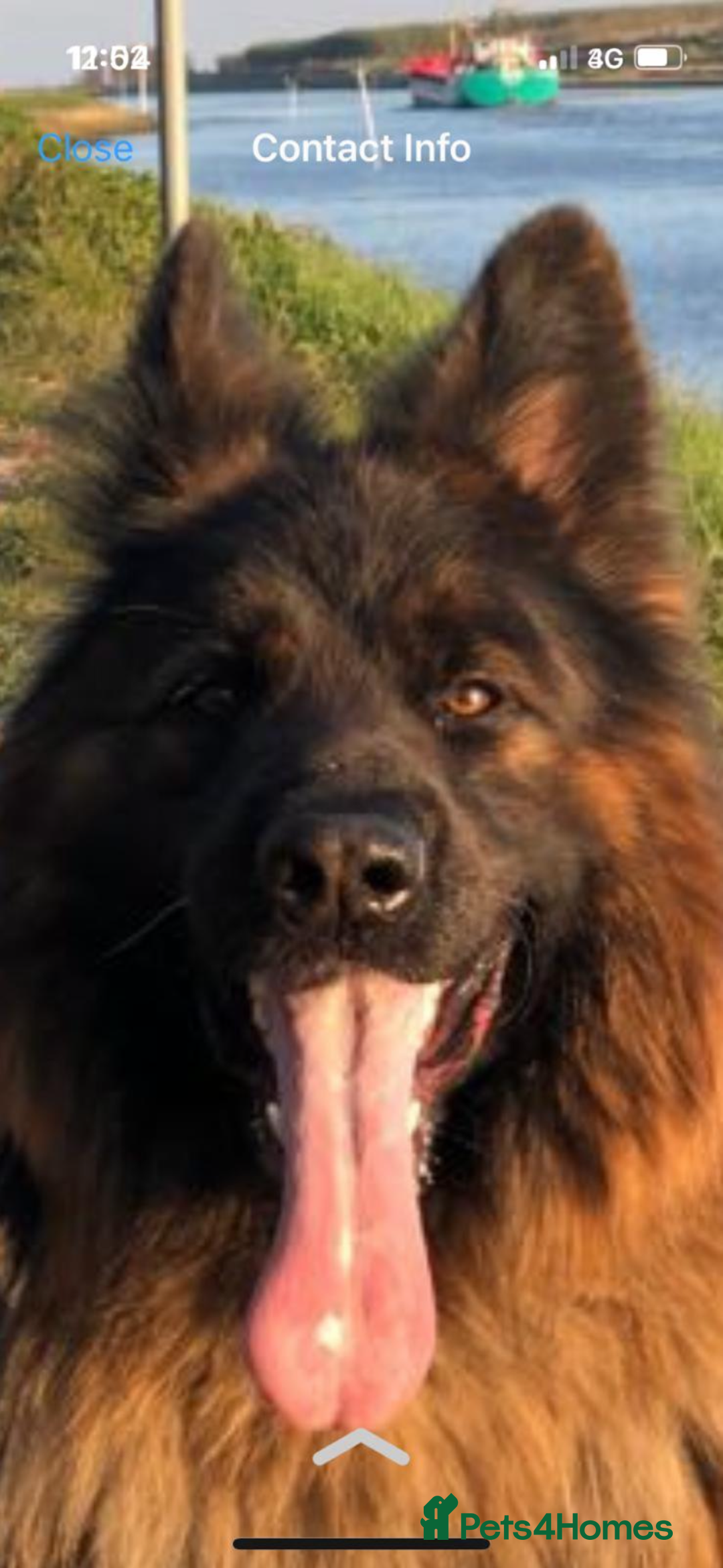 German Shepherd dogs for sale: Stunning Pedigree German Shepherd Puppies - Image 26