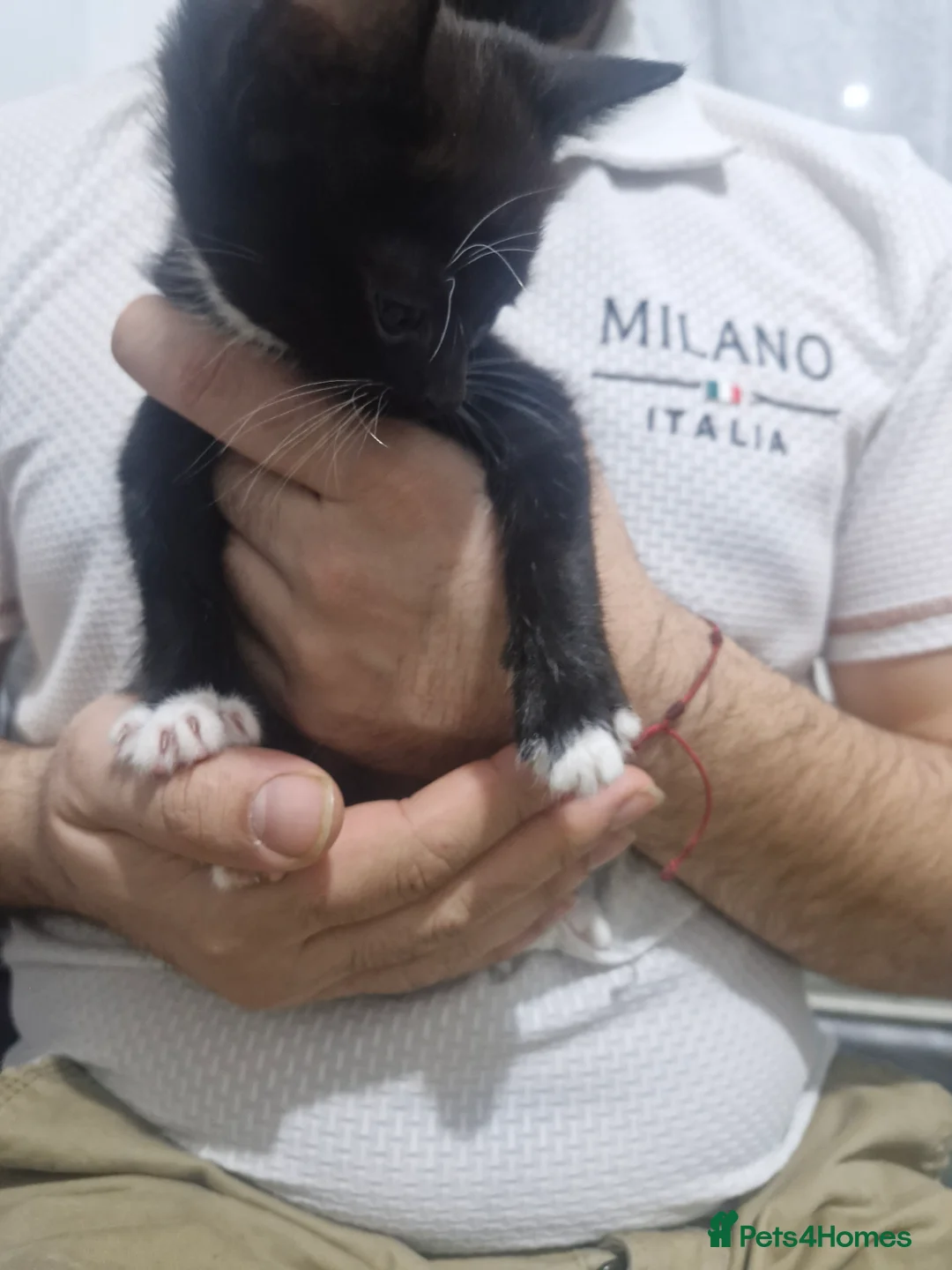 American Shorthair cats for sale: American shorhair kittens - Advert 6