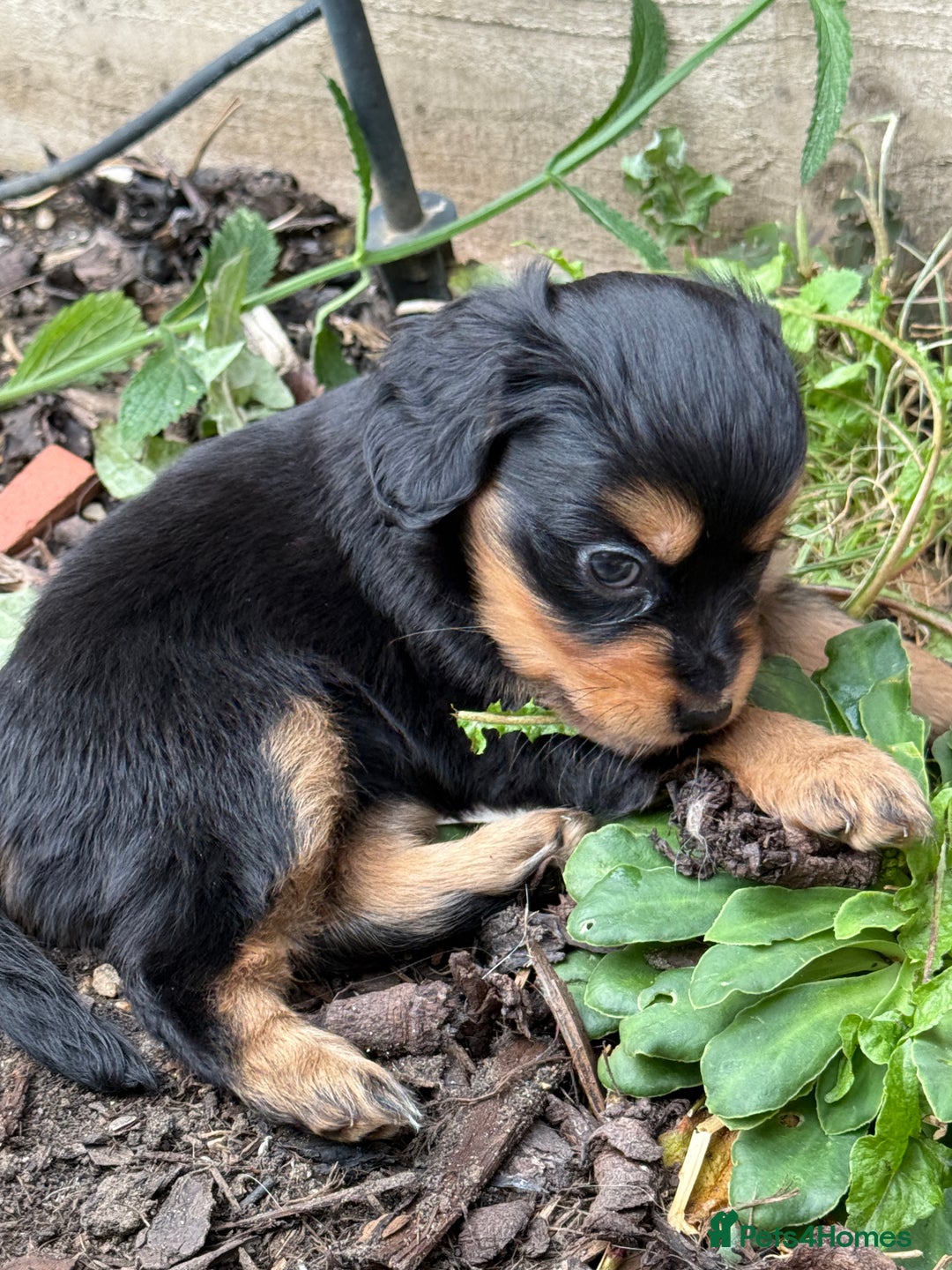 Half Pug Half Chihuahua Black Pomeranian Mixed Breed Puppies For