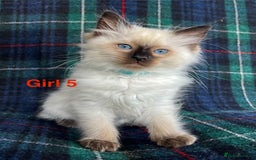 Ragdoll cats for sale: Ragdoll Kitten GCCF, ready now. - Image 16
