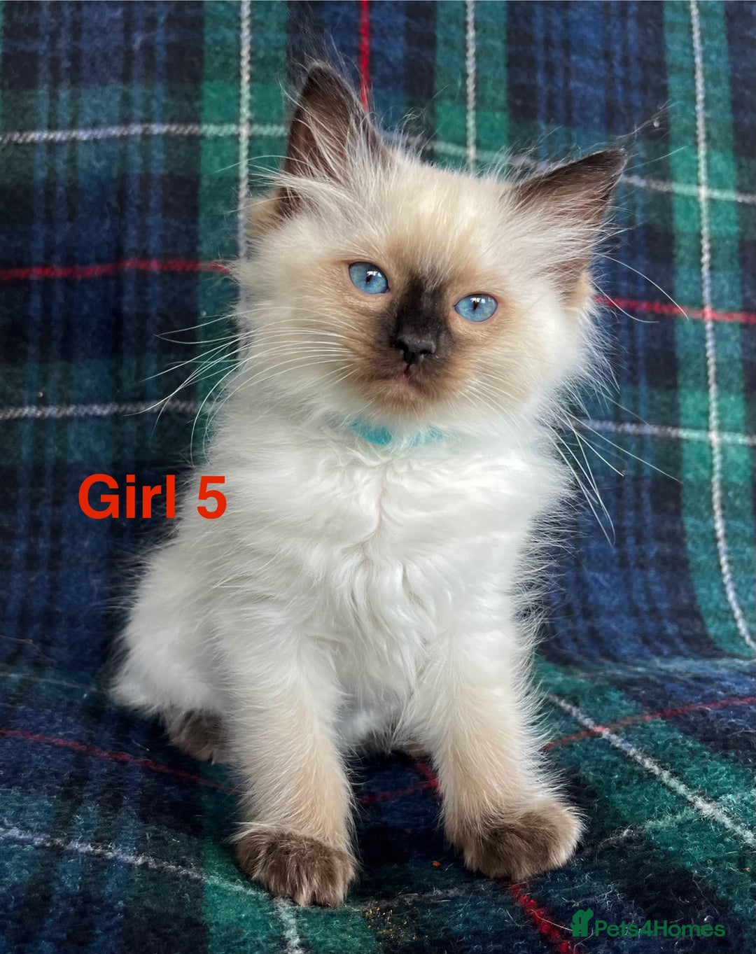 Ragdoll cats for sale: Ragdoll Kitten GCCF, ready now. - Image 16