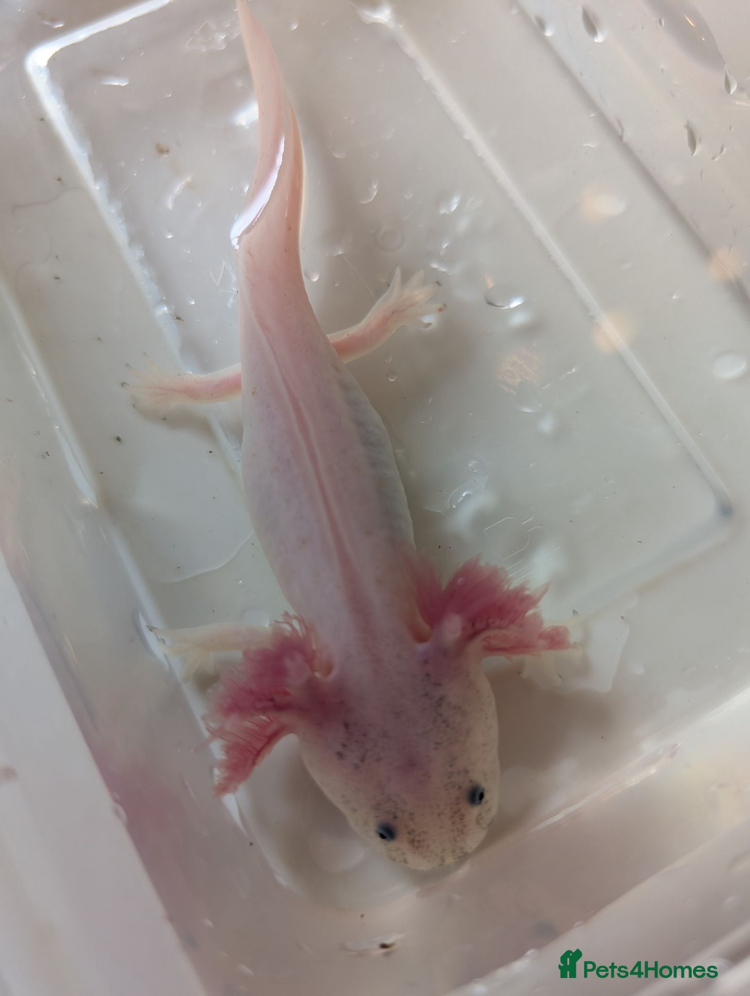 Axolotl reptiles Baby axolotl LAST FEW REMAINING  - Advert 8