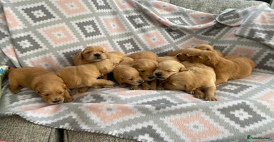 Golden Retriever dogs - Advert 2