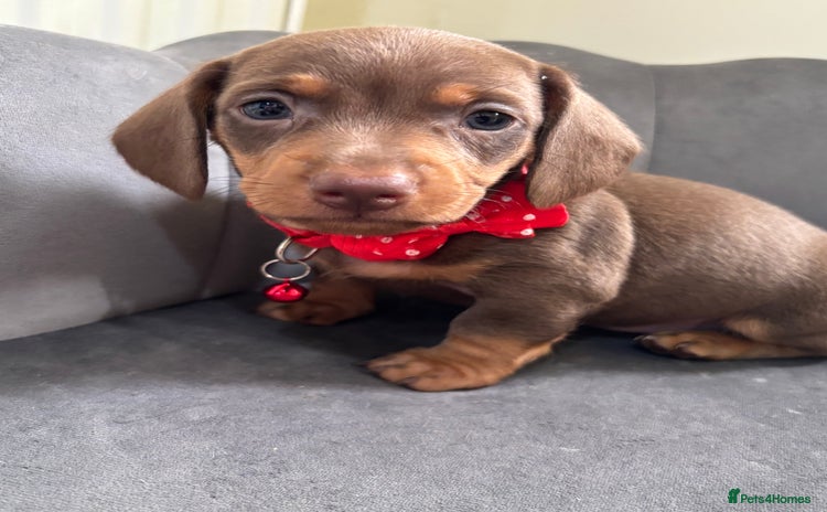 Miniature Dachshund dogs - Advert 10