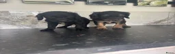 Cavapoo dogs for sale: Hybrid F1 toy Cavapoo puppies - Advert 5