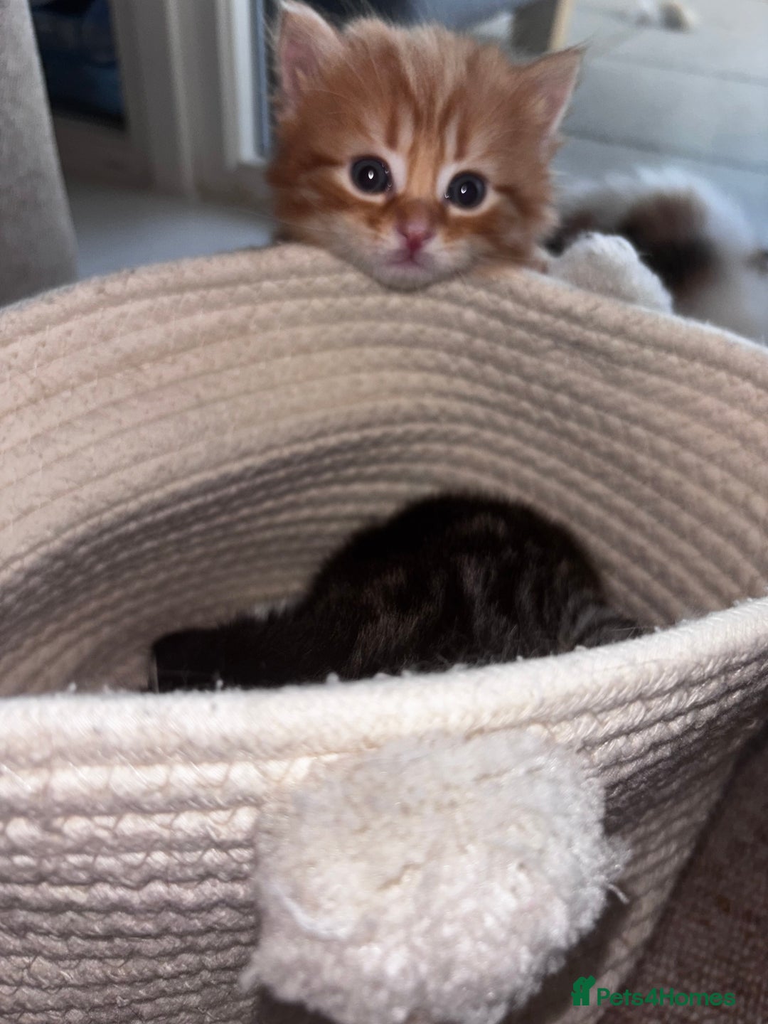 Domestic Shorthair cats for sale: Siberian Mixed (Fluffy Kittens)  - Image 4