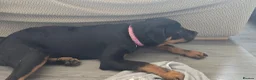 Rottweiler dogs for sale: Little girl looking for her forever home  - Advert 3