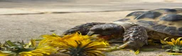Tortoise reptiles for sale: Tortoise for sale - Advert 6