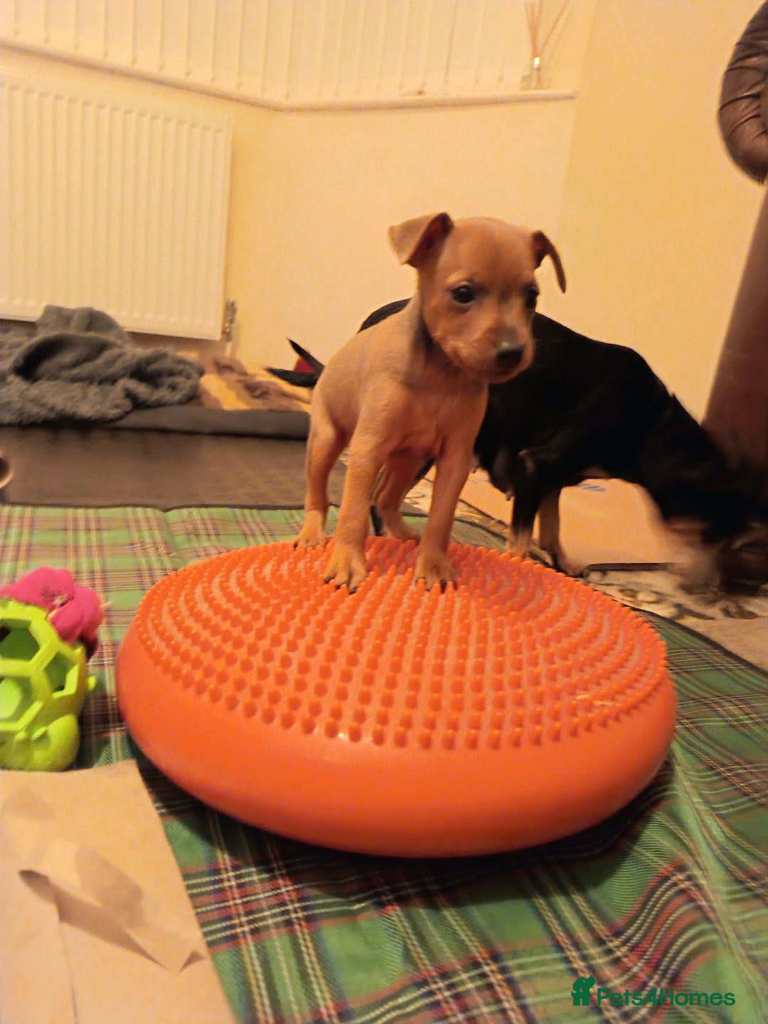 Miniature Pinscher dogs for sale: Beautiful pure bred miniature pinscher puppies  - Advert 4