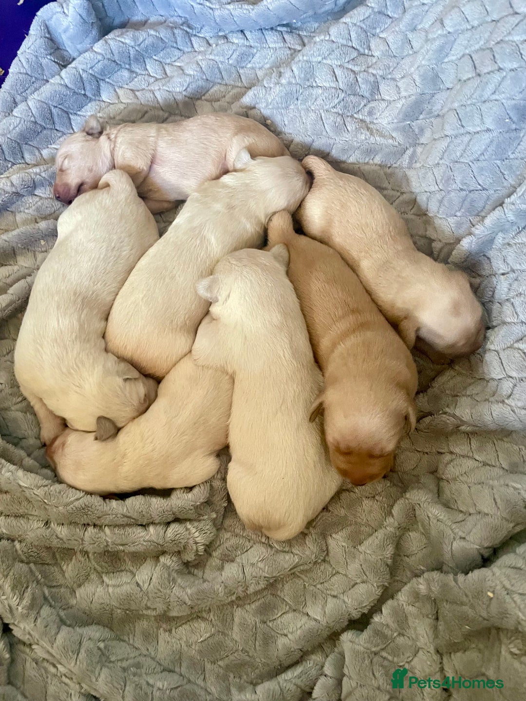 Labrador Retriever dogs for sale: Labrador puppies 5 gen pedigree health tested - Image 2