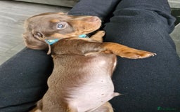 Miniature Dachshund dogs for sale: Miniature dachshund  - Image 29