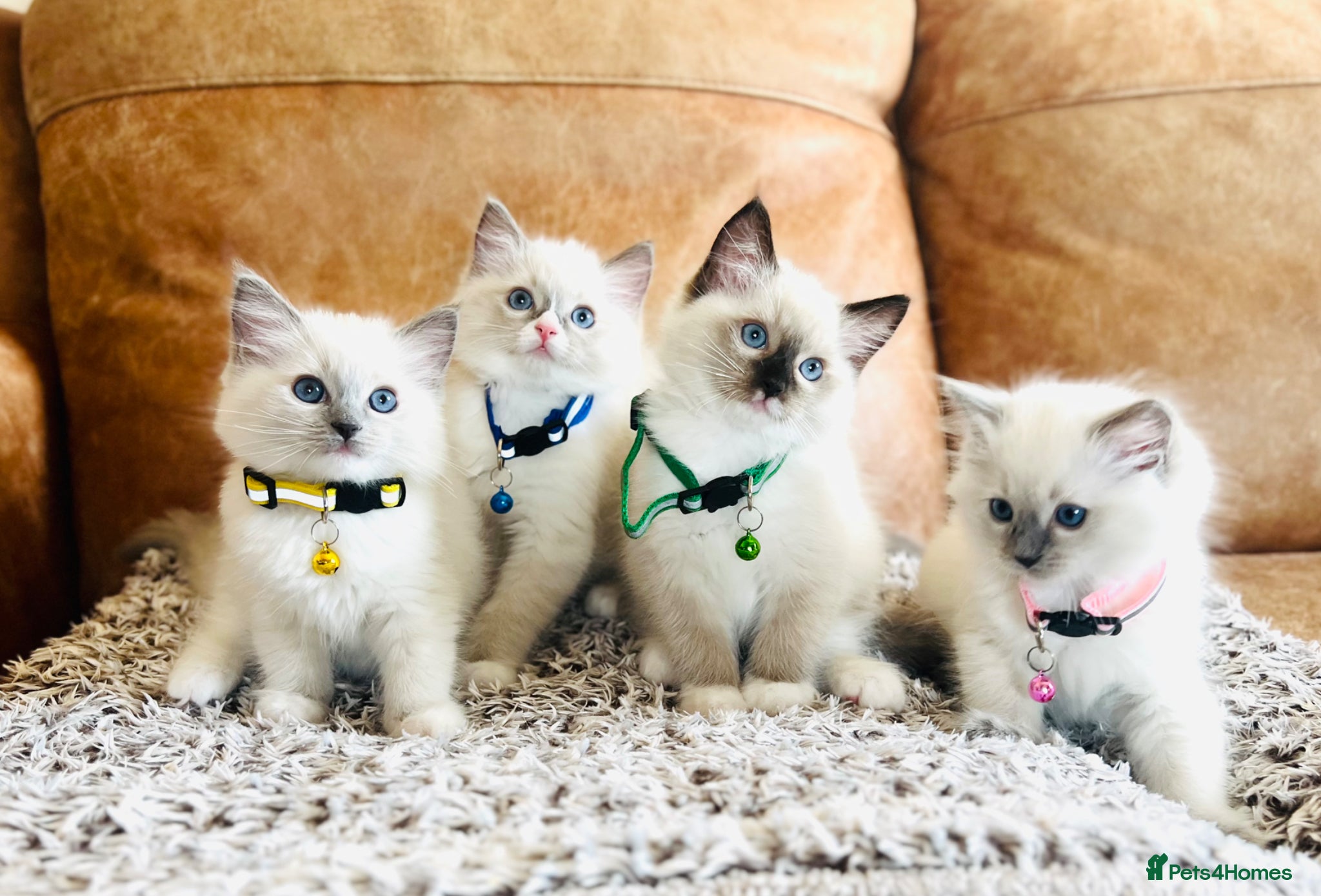 Ragdoll cats Pure Ragdoll GCCF kittens  - Advert 14